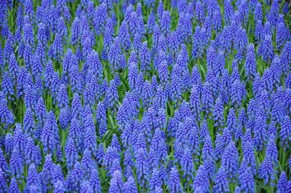 Blaue Muscari-Blumen — Stockfoto