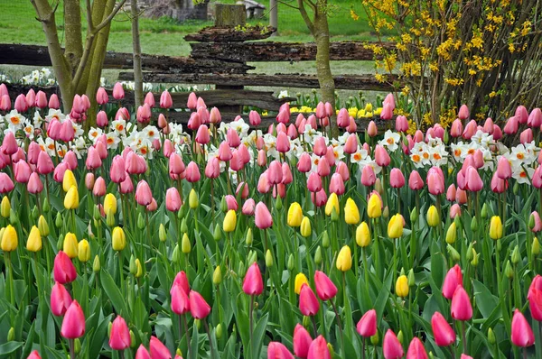 Bonito jardín de tulipanes —  Fotos de Stock