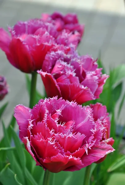 Tulipanes de loro rosa —  Fotos de Stock