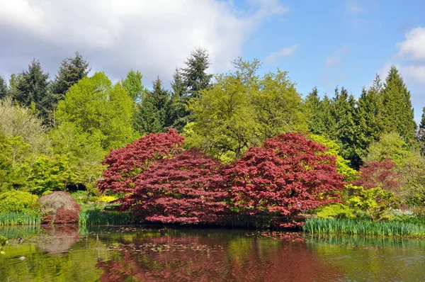 Красочный ботанический сад и пруд — стоковое фото