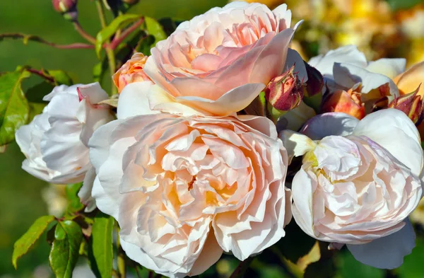 Světle růžové růže v plném květu — Stock fotografie