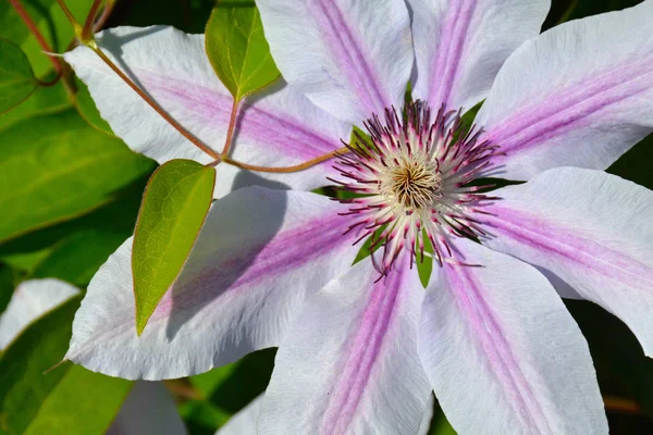 Branco e roxo listrado clematis flor — Fotografia de Stock