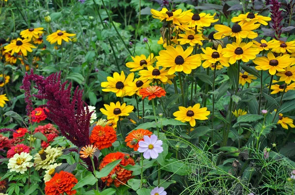 Färgglada sensommaren trädgård — Stockfoto