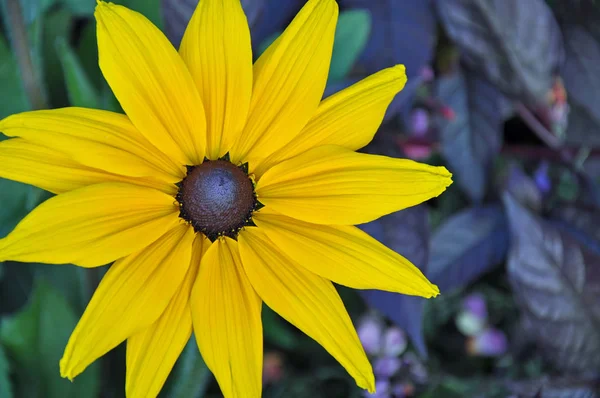 Piękne żółte rudbeckia kwiat — Zdjęcie stockowe