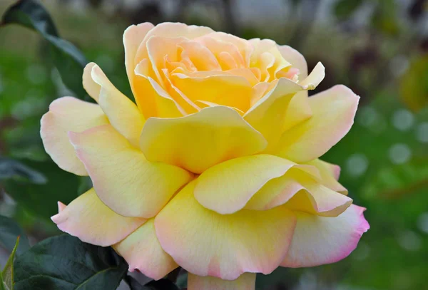 Single yellow rose — Stock Photo, Image