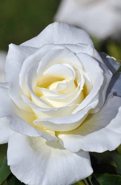 Einzelne weiße Rose — Stockfoto