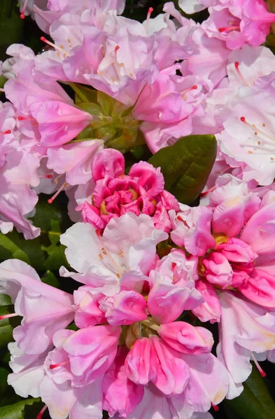 Flores de rododendro de primavera rosa — Foto de Stock