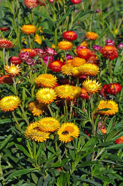 Red and yellow button flowers — Stock Photo, Image