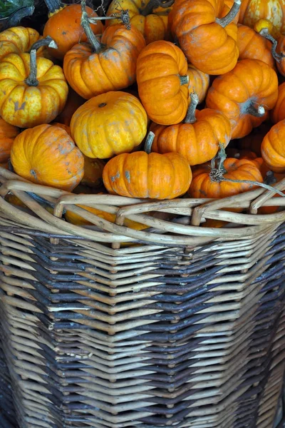 Basket filled with mini pumpkins — Stock Photo, Image
