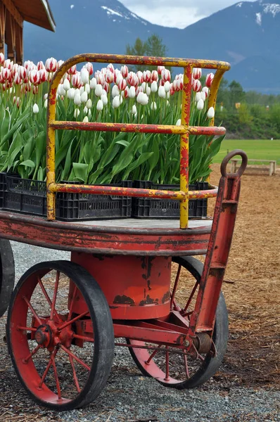 Tulips on red wagon — Stock Photo, Image