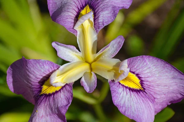 Το λουλούδι Ίρις κίτρινο και μοβ — Φωτογραφία Αρχείου