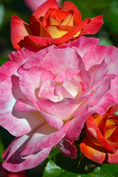 Rosa e rosas laranja — Fotografia de Stock