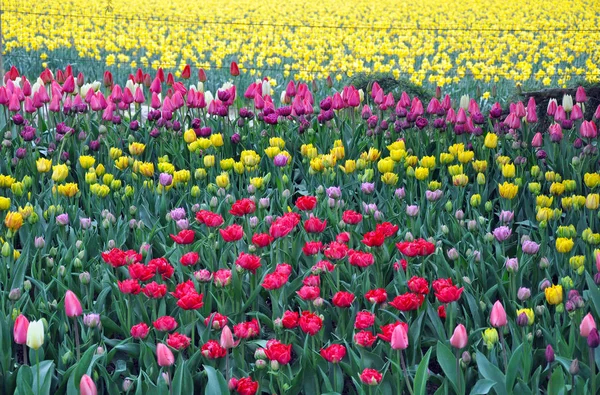 Colorful tulips field — Stock Photo, Image