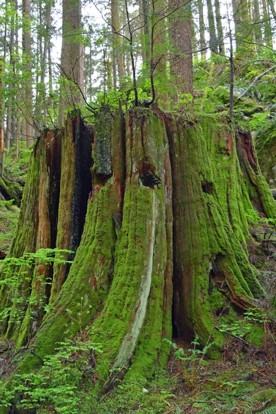 Souche Arbre Couverte Mousse Dans Forêt Pluviale Nord Ouest Pacifique — Photo