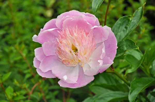 Flor de peónia rosa — Fotografia de Stock