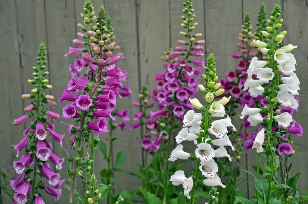 Kwiaty purpurowe i białe naparstnica — Zdjęcie stockowe