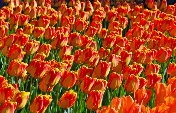 Tulipani di primavera arancioni e gialli — Foto Stock