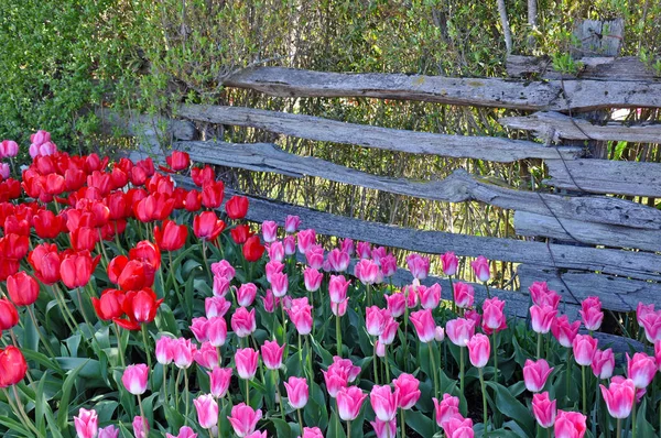 Giardino di tulipani rosa e rossi — Foto Stock