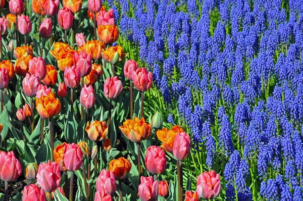 Tulipani colorati e giardino muscari — Foto Stock