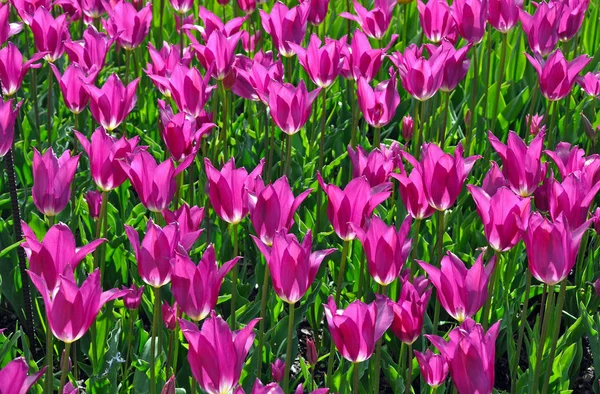 Tulipanes morados a la luz del sol —  Fotos de Stock