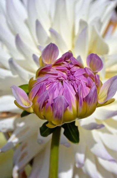 Paarse dahlia knop — Stockfoto