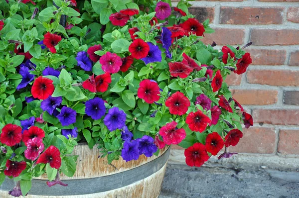 Kleurrijke petunia vat — Stockfoto