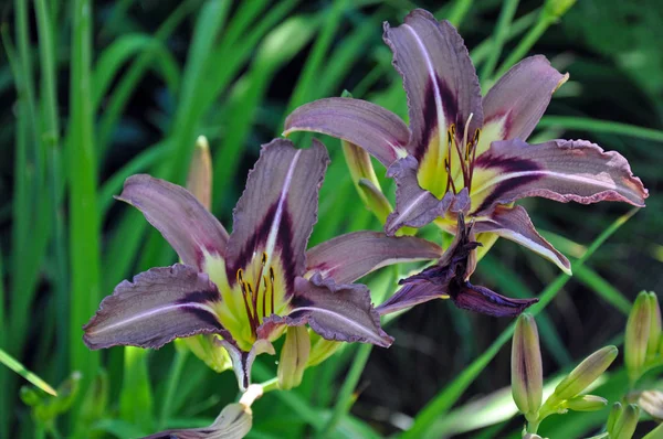 Zwei Schöne Lila Lilien Voller Blüte — Stockfoto