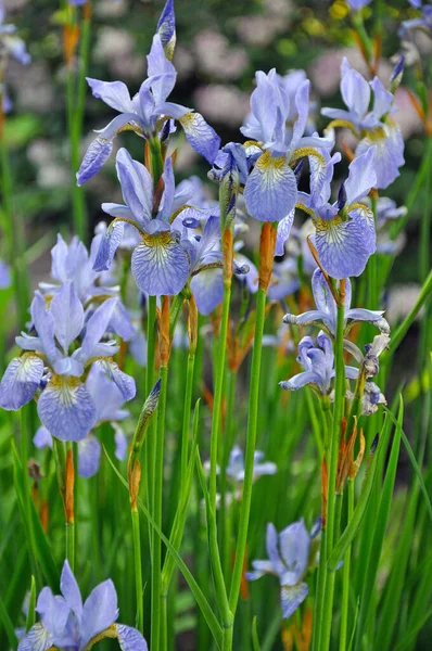 Lindas Flores Íris Azul Início Primavera — Fotografia de Stock