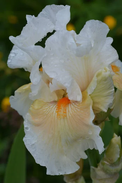 Nahaufnahme Der Schönen Weißen Bärtigen Irisblüte — Stockfoto