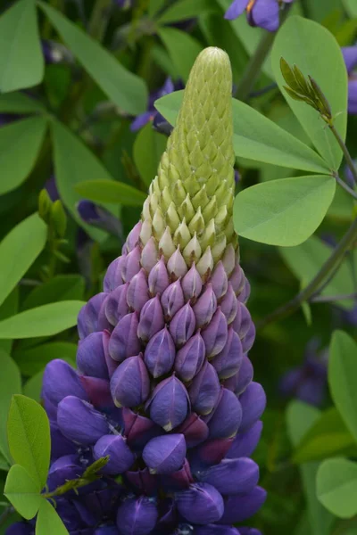 Close Beautiful Lupine Flower — Stock Photo, Image