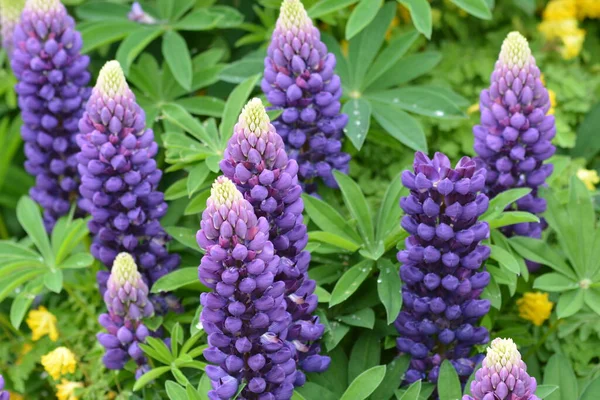 Beautiful Purple Lupine Flowers — Stock Photo, Image
