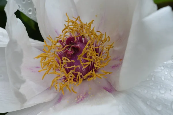 Nahaufnahme Der Schönen Weißen Pfingstrose Blume — Stockfoto