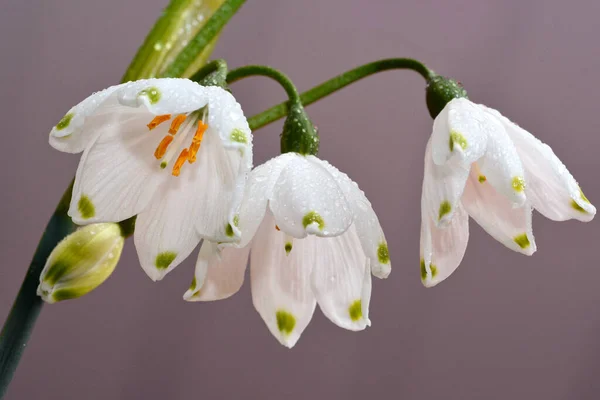 Piękne Białe Kwiaty Śniegu Pokryte Kroplami Deszczu — Zdjęcie stockowe