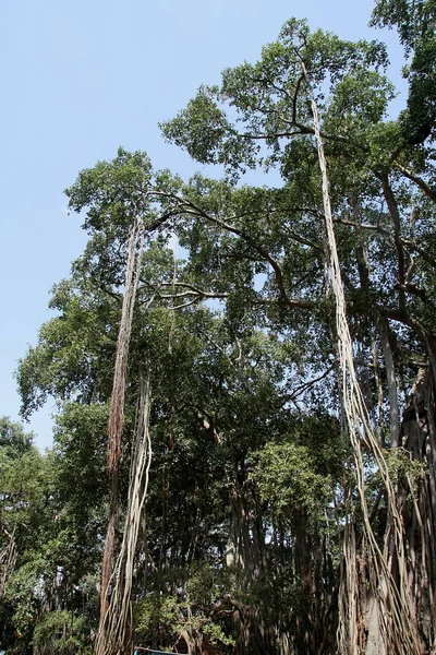 Hängende Wurzeln des Banyan-Baumes — Stockfoto