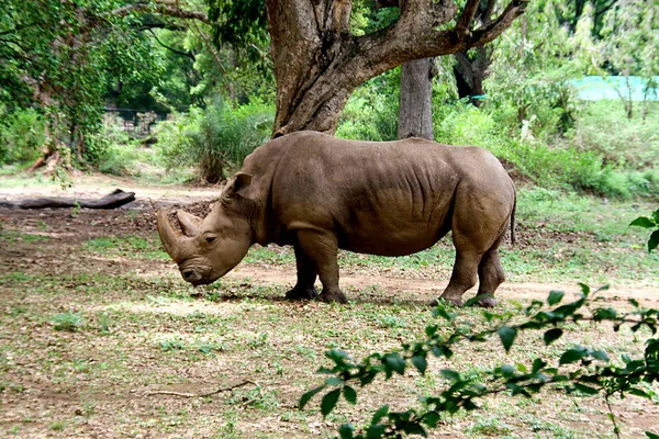 Rhinocéros au parc de Mysuru — Photo