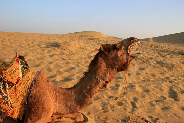 Gapende Camel op Jaisalmer — Stockfoto