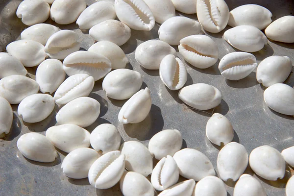 Conchas Cowrie brancas — Fotografia de Stock