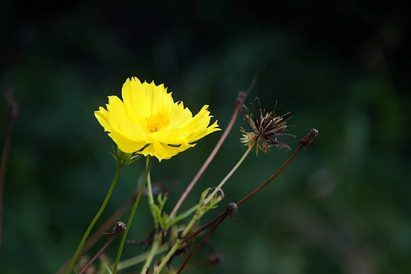 Gelbe Blume, Knospen im dunklen Hintergrund — Stockfoto