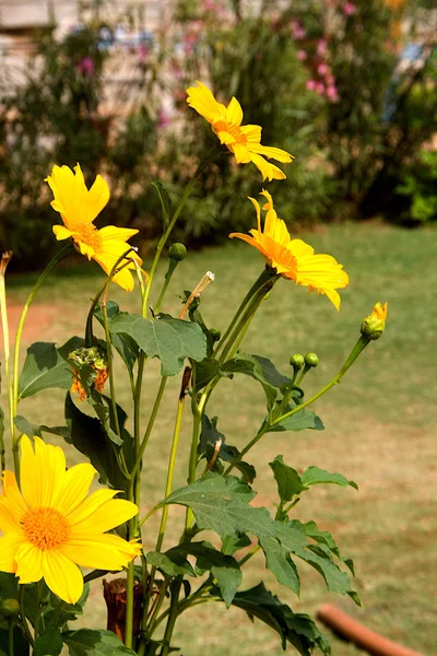 Yellow Cosmos Flowers and Buds — 스톡 사진