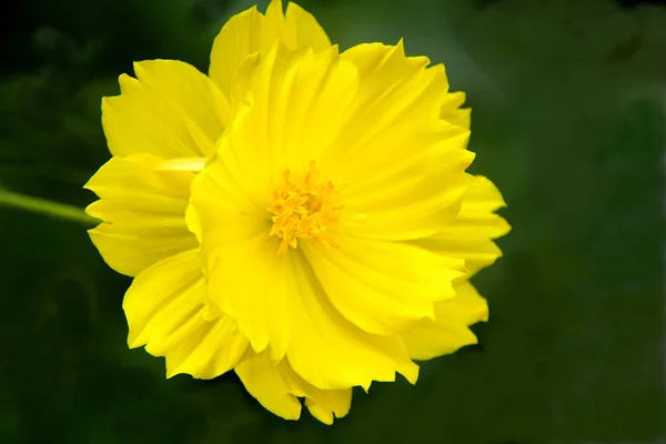 Yellow Cosmos Flower — Stock Photo, Image