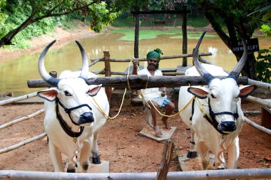 Bullock Sürülen Sulama Şeması