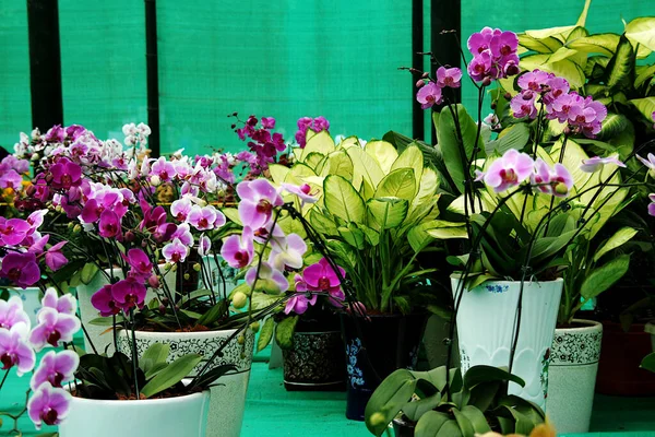 Colección Orquídeas Otras Plantas Decorativas Expuestas Espectáculo —  Fotos de Stock