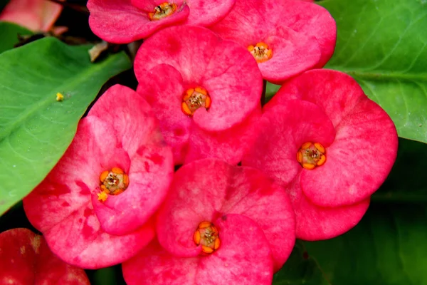 Όμορφη Σειρά Από Πυκνά Πέταλα Κόκκινα Λουλούδια Και Πράσινα Φύλλα — Φωτογραφία Αρχείου