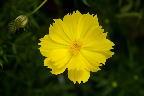 Vista Mais Próxima Flor Cosmos Amarelo Botão Fundo Verde Escuro — Fotografia de Stock