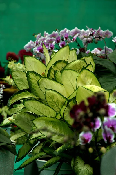 Uspořádání Listů Květin Kytici Výstavě — Stock fotografie