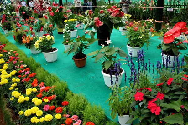 Arrangement Von Blumenpflanzen Und Töpfen Auf Der Blumenschau Lalbagh Botanical — Stockfoto