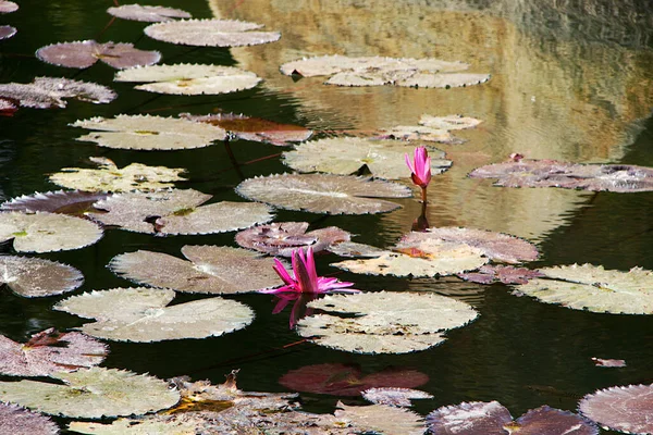 Foglie Galleggianti Boccioli Rosa Scuro Fiore Allo Stagno — Foto Stock