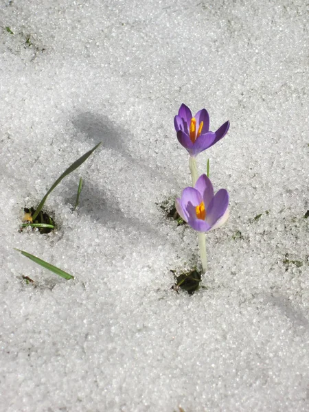 Krokus auf der Wiese mit schmelzendem Schnee — Stockfoto