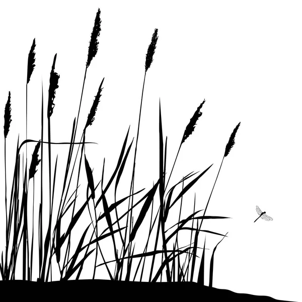 Reed e libélula voadora - ilustração vetorial —  Vetores de Stock