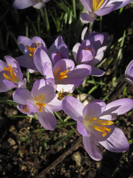 Fioletowy pasiasty Krokus. Wiosna kwitnienia żarówka Crocus Sativa, — Zdjęcie stockowe